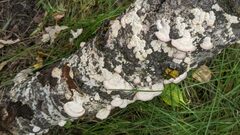 Trichaptum subchartaceum