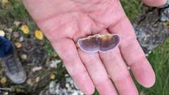 Trichaptum subchartaceum