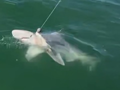 Carcharhinus plumbeus