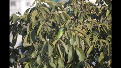 Psilopogon asiaticus