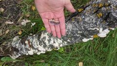 Trichaptum subchartaceum