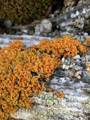 Polycauliona candelaria
