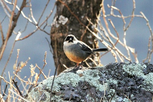 Rusty-bellied Brushfinch (Atlapetes nationi), photo 9