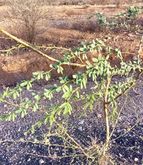 Prosopis juliflora