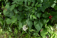 Actaea rubra neglecta
