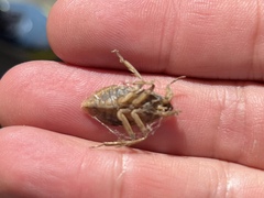 Belostoma fusciventre