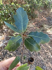 Quercus wislizeni frutescens