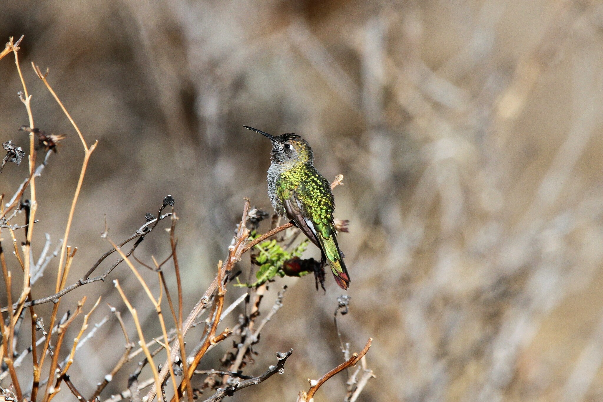 Bronze-tailed Comet (Polyonymus caroli), photo 7