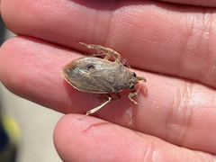 Belostoma fusciventre