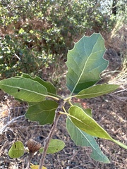 Quercus wislizeni frutescens