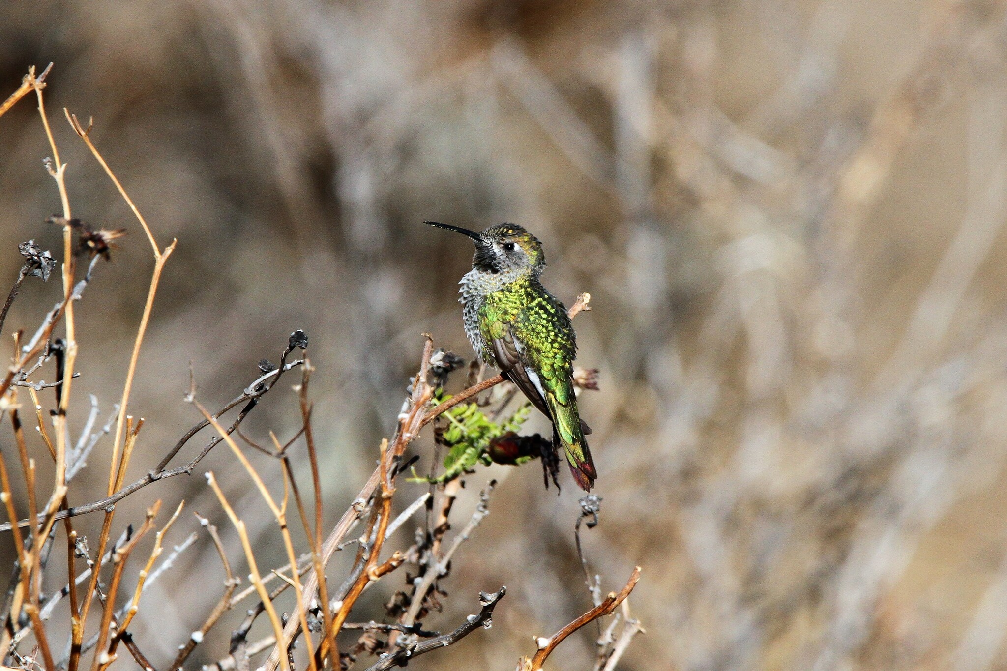 Bronze-tailed Comet (Polyonymus caroli), photo 8