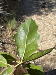 Quercus wislizeni frutescens