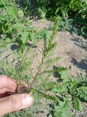 Salsola collina