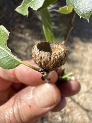 Quercus wislizeni frutescens