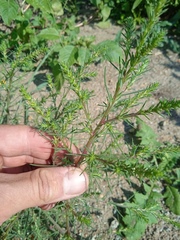 Salsola collina