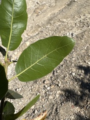 Quercus wislizeni frutescens