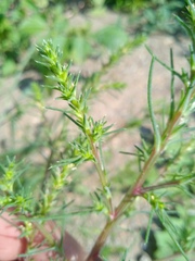 Salsola collina