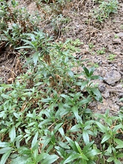 Diplacus longiflorus