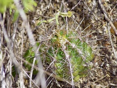 Thelocactus bicolor