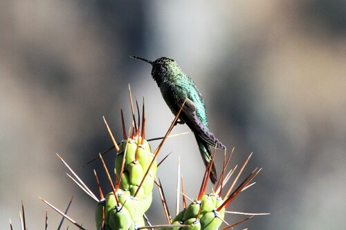 Bronze-tailed Comet (Polyonymus caroli), photo 4