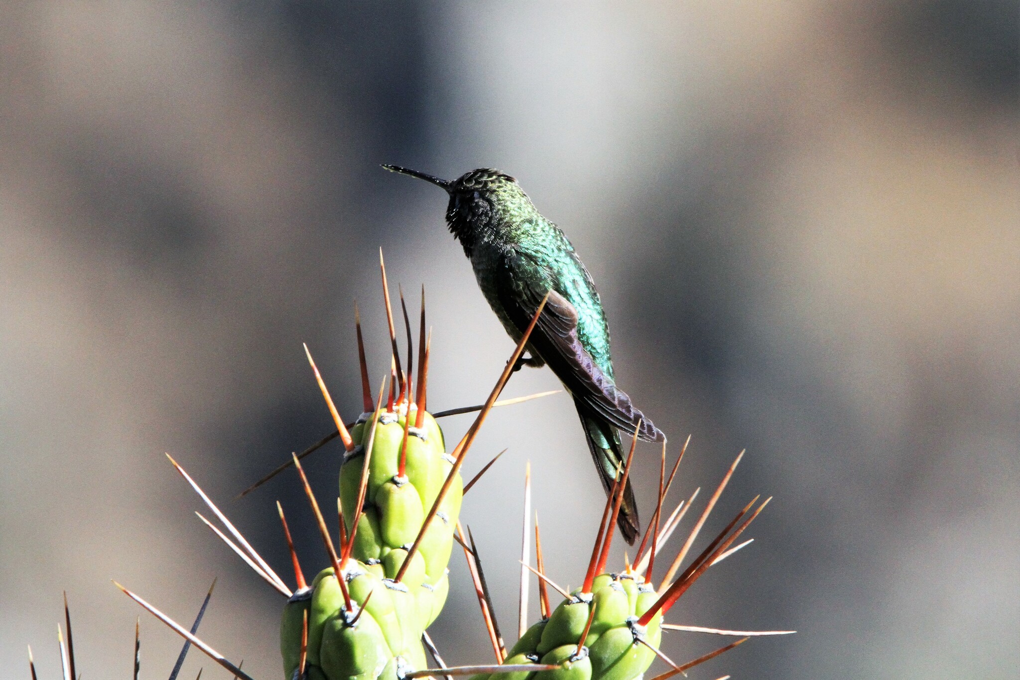 Bronze-tailed Comet (Polyonymus caroli), photo 5
