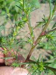 Salsola collina