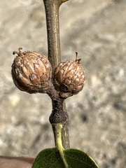 Quercus wislizeni frutescens