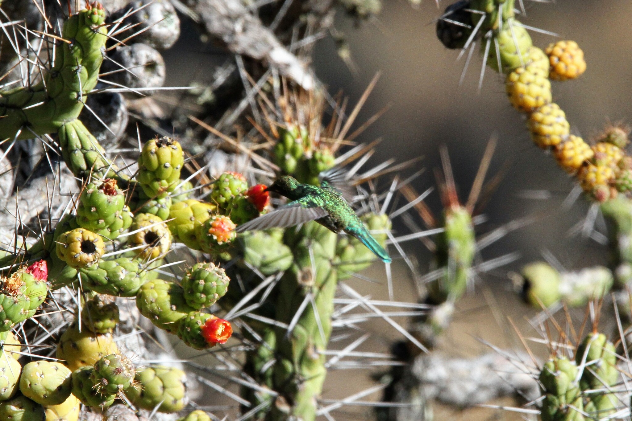 Bronze-tailed Comet (Polyonymus caroli), photo 6