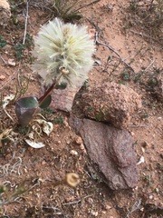 Ptilotus nobilis