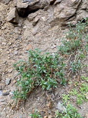 Diplacus longiflorus