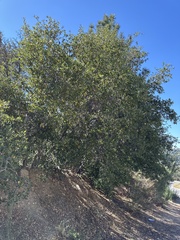 Quercus wislizeni frutescens