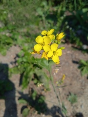 Brassica napus