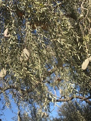 Aspidosperma