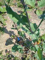 Brassica napus