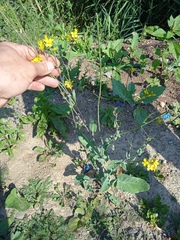Brassica napus