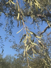 Aspidosperma