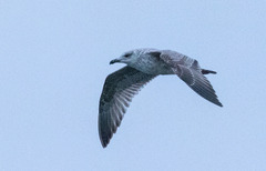 Larus fuscus