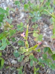 Centaurium pulchellum