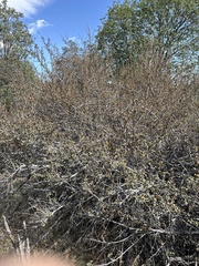 Fremontodendron californicum