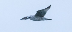 Larus fuscus