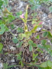 Centaurium pulchellum
