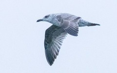 Larus fuscus