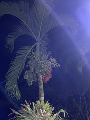 Arecaceae