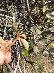 Fremontodendron californicum