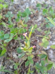 Centaurium pulchellum