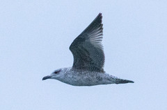 Larus fuscus