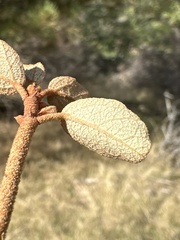 Fremontodendron californicum
