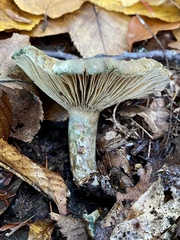 Lactarius paradoxus