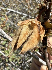 Fremontodendron californicum