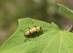 Chauliognathus misellus
